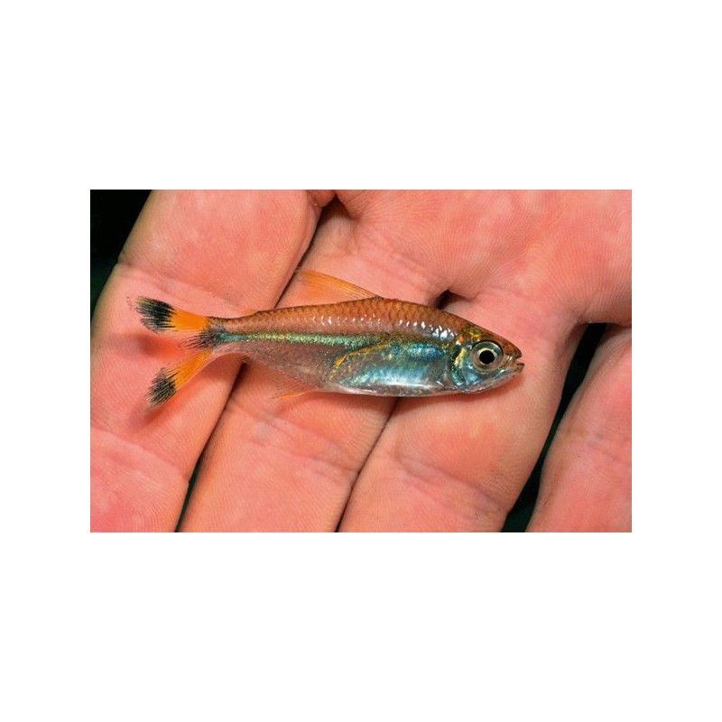 Tetra colibandera x 6