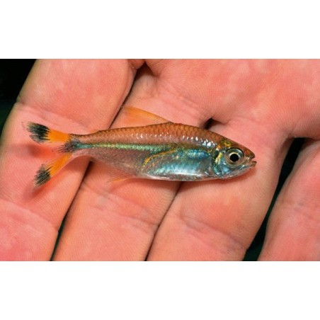 Tetra colibandera x 6