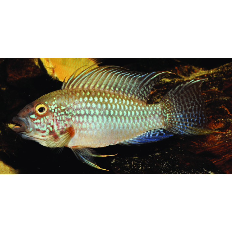 Apistogramma megastoma x 1