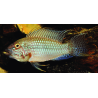 Apistogramma megastoma x 1