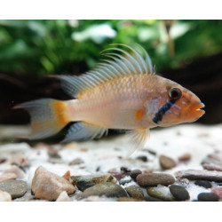 Apistogramma megastoma x 1