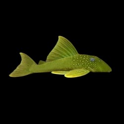 Cucha verde amarilla x 1