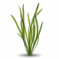 Vallisneria gigante x 1