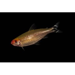 Tetra nariz de borracho x 12